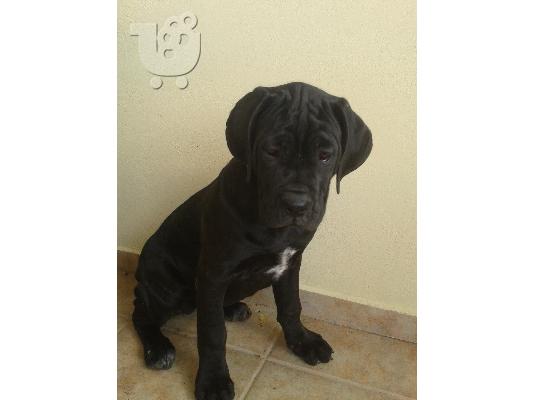 PoulaTo: cane corso